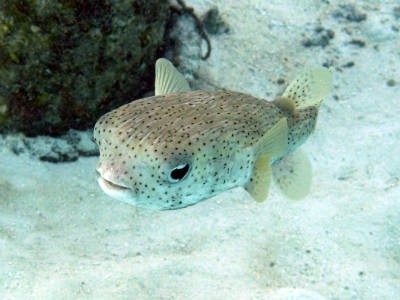 Photo:  Porcupine Fish 